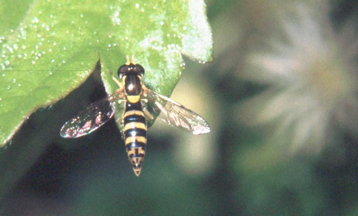 Sphaerophoria sp.